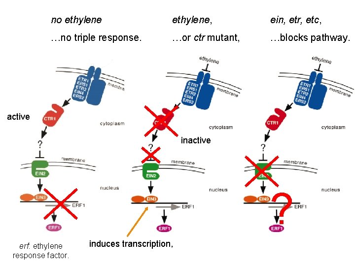 no ethylene, ein, etr, etc, …no triple response. …or ctr mutant, …blocks pathway. active