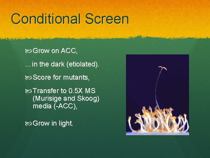 Conditional Screen Grow on ACC, …in the dark (etiolated). Score for mutants, Transfer to