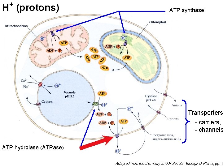 H+ (protons) ATP synthase Transporters - carriers, - channels ATP hydrolase (ATPase) Adapted from