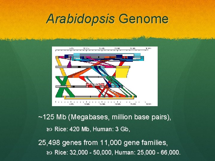 Arabidopsis Genome ~125 Mb (Megabases, million base pairs), Rice: 420 Mb, Human: 3 Gb,