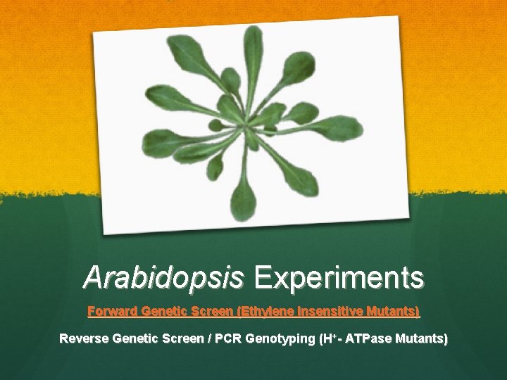 Arabidopsis Experiments Forward Genetic Screen (Ethylene Insensitive Mutants) Reverse Genetic Screen / PCR Genotyping Arabidopsis Experiments Forward Genetic Screen (Ethylene Insensitive Mutants) Reverse Genetic Screen / PCR Genotyping