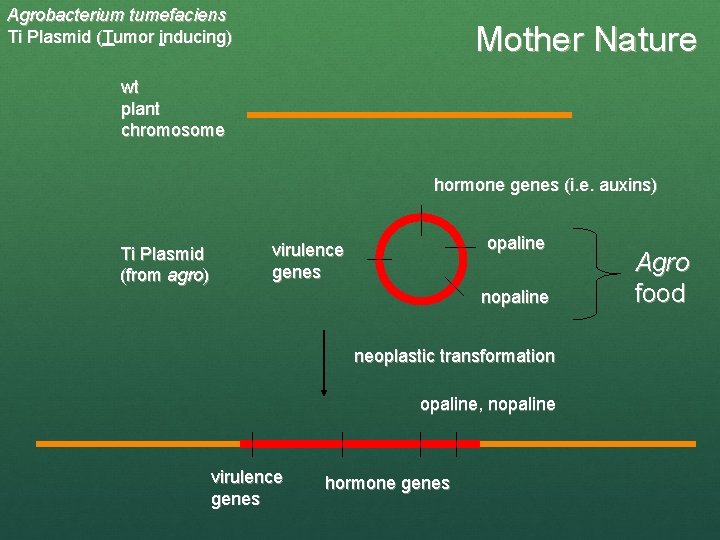 Agrobacterium tumefaciens Ti Plasmid (Tumor inducing) Mother Nature wt plant chromosome hormone genes (i.