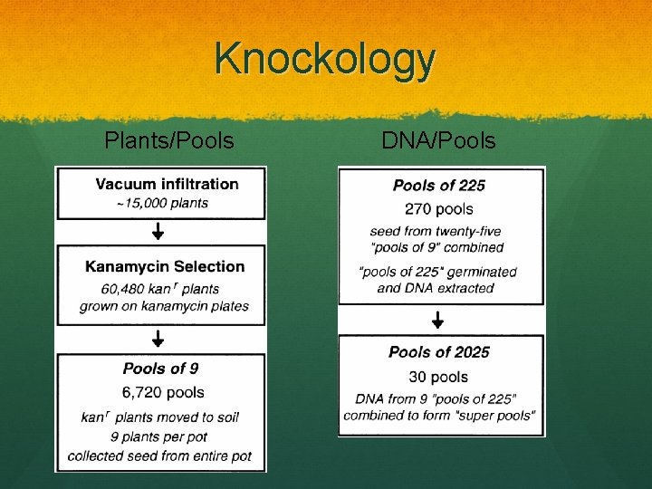 Knockology Plants/Pools DNA/Pools 