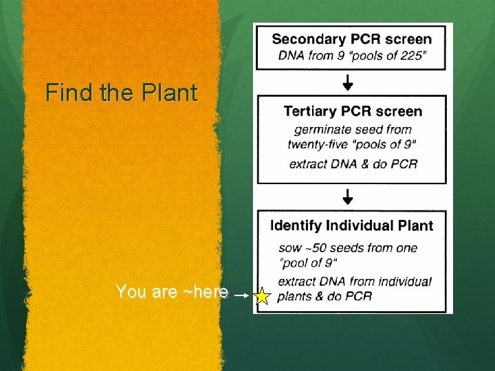 Find the Plant You are ~here 