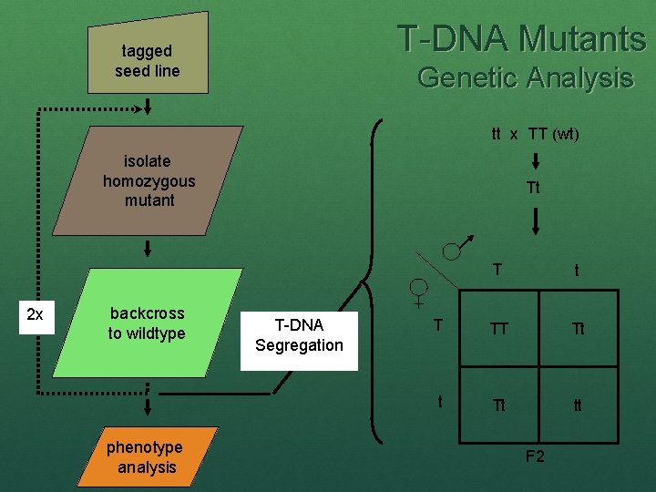 T-DNA Mutants tagged seed line Genetic Analysis tt x TT (wt) isolate homozygous mutant