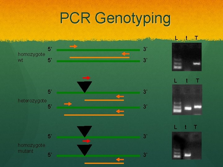 PCR Genotyping 5’ homozygote wt 5’ L t T L t 3’ 3’ 5’