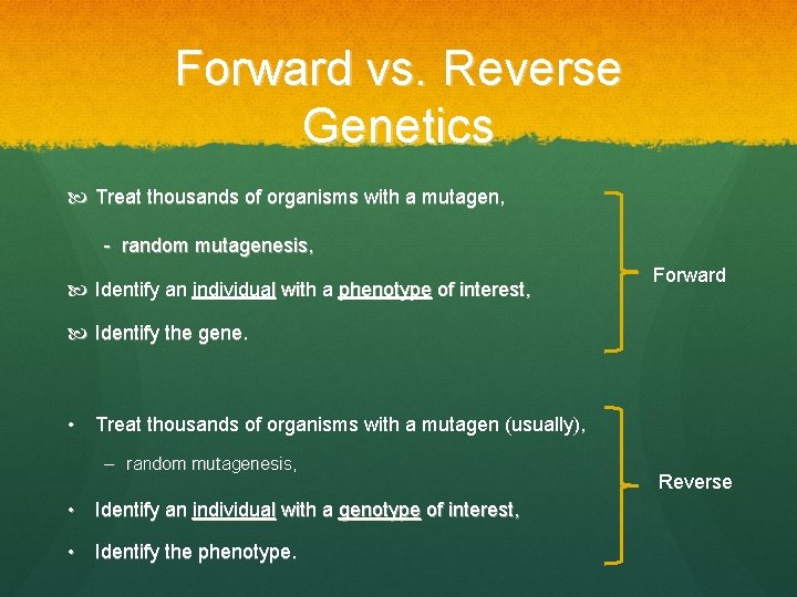 Forward vs. Reverse Genetics Treat thousands of organisms with a mutagen, - random mutagenesis,