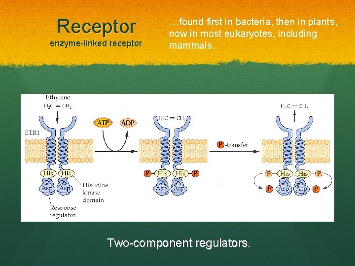 Receptor enzyme-linked receptor …found first in bacteria, then in plants, now in most eukaryotes,