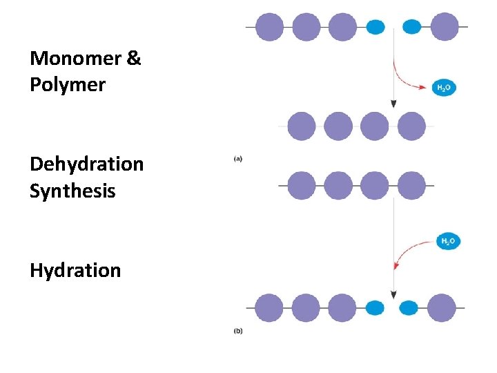 Monomer & Polymer Dehydration Synthesis Hydration 