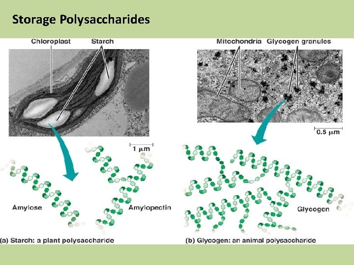 Storage Polysaccharides 