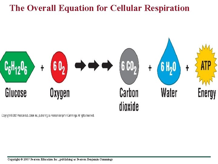 The Overall Equation for Cellular Respiration Copyright © 2007 Pearson Education Inc. , publishing