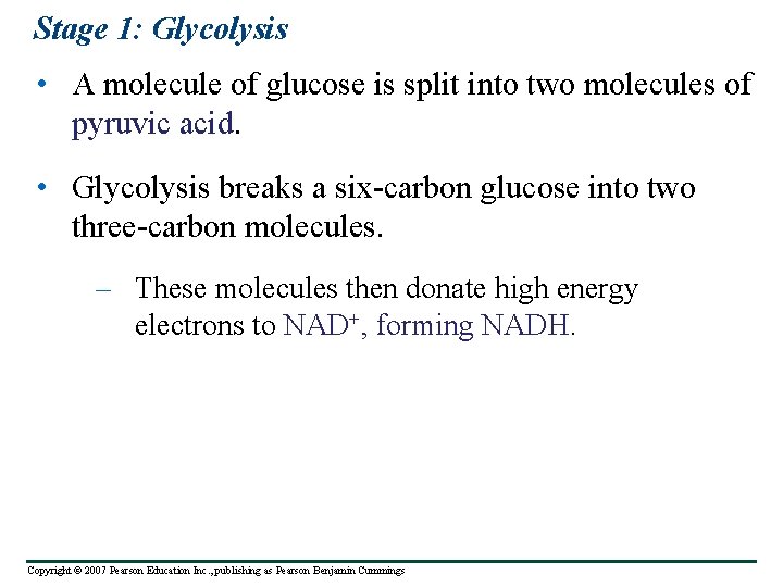 Stage 1: Glycolysis • A molecule of glucose is split into two molecules of