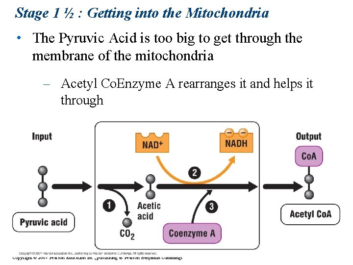 Stage 1 ½ : Getting into the Mitochondria • The Pyruvic Acid is too