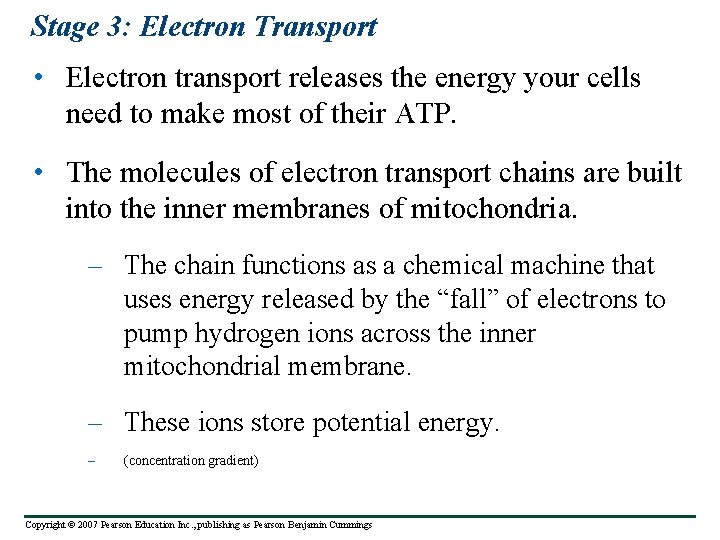 Stage 3: Electron Transport • Electron transport releases the energy your cells need to