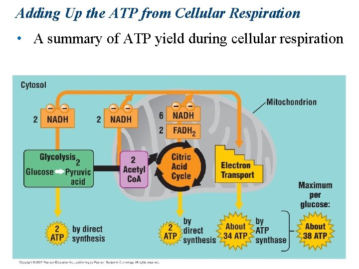 Adding Up the ATP from Cellular Respiration • A summary of ATP yield during