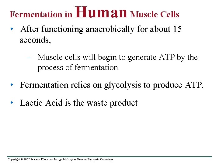 Fermentation in Human Muscle Cells • After functioning anaerobically for about 15 seconds, –