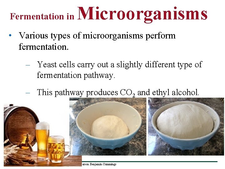 Fermentation in Microorganisms • Various types of microorganisms perform fermentation. – Yeast cells carry