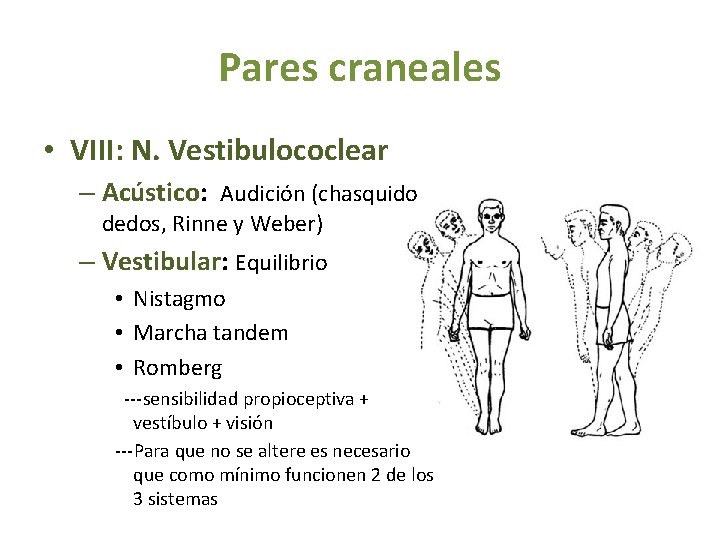 Pares craneales • VIII: N. Vestibulococlear – Acústico: Audición (chasquido dedos, Rinne y Weber)