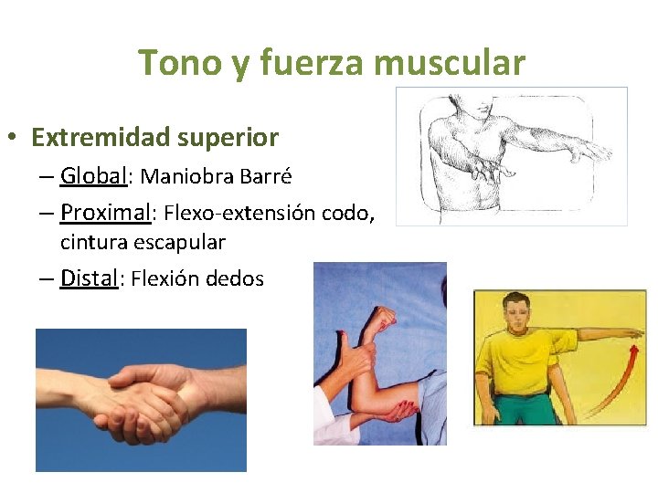 Tono y fuerza muscular • Extremidad superior – Global: Maniobra Barré – Proximal: Flexo-extensión