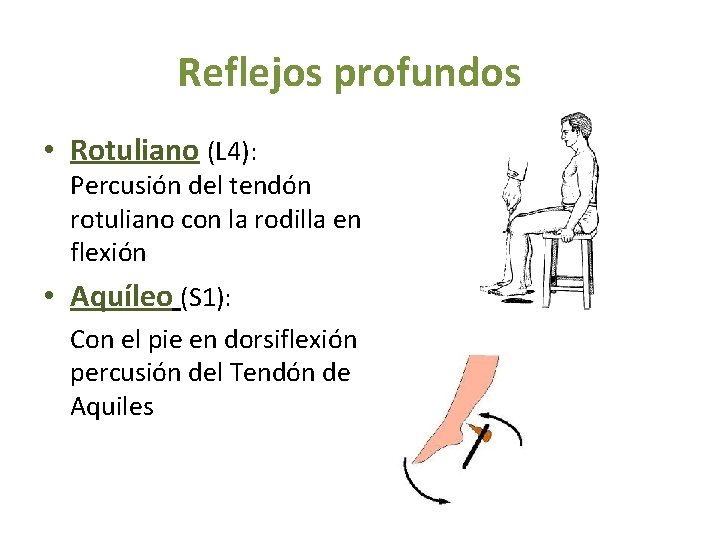 Reflejos profundos • Rotuliano (L 4): Percusión del tendón rotuliano con la rodilla en