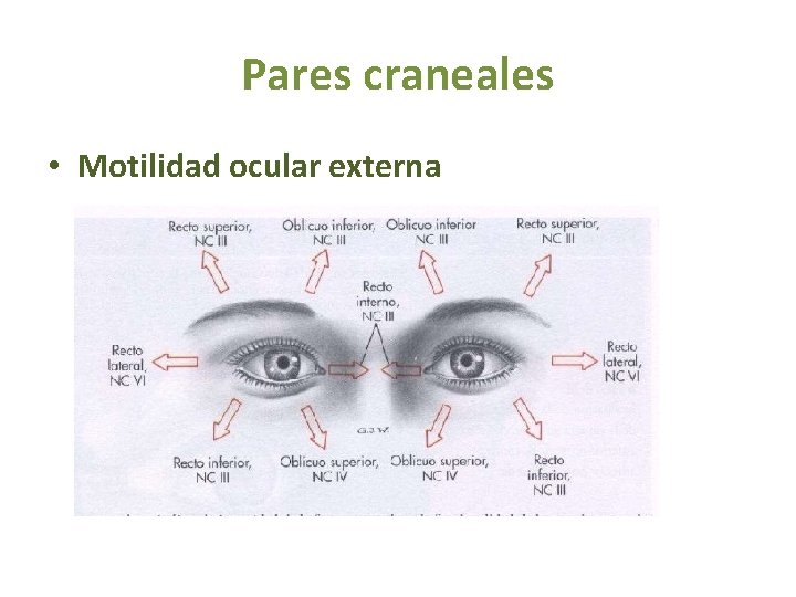 Pares craneales • Motilidad ocular externa 