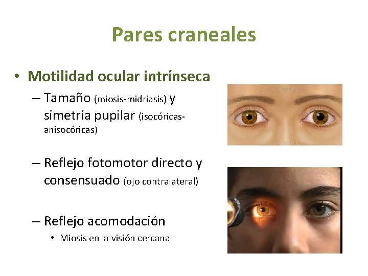 Pares craneales • Motilidad ocular intrínseca – Tamaño (miosis-midriasis) y simetría pupilar (isocóricasanisocóricas) –
