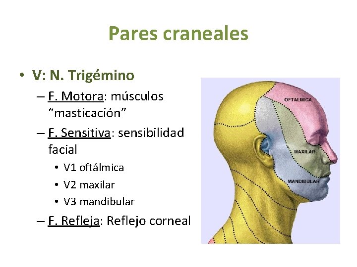 Pares craneales • V: N. Trigémino – F. Motora: músculos “masticación” – F. Sensitiva: