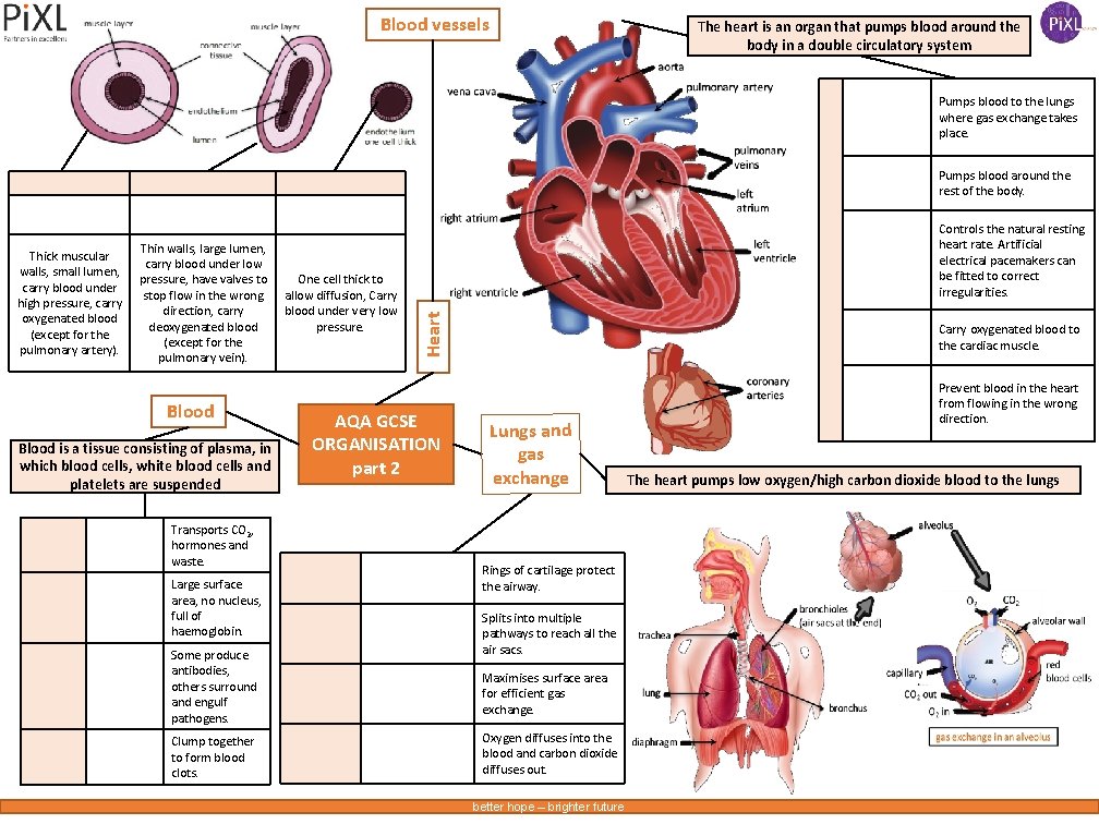 Blood vessels The heart is an organ that pumps blood around the body in