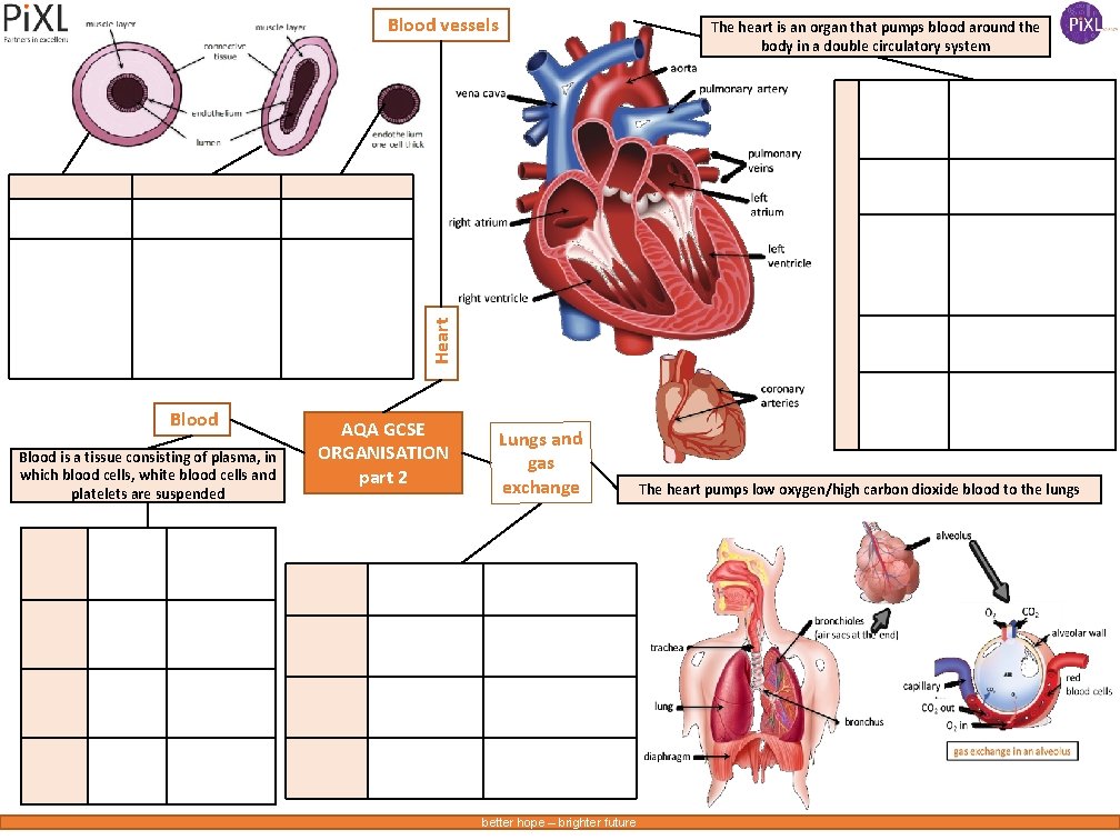 Blood vessels Heart The heart is an organ that pumps blood around the body