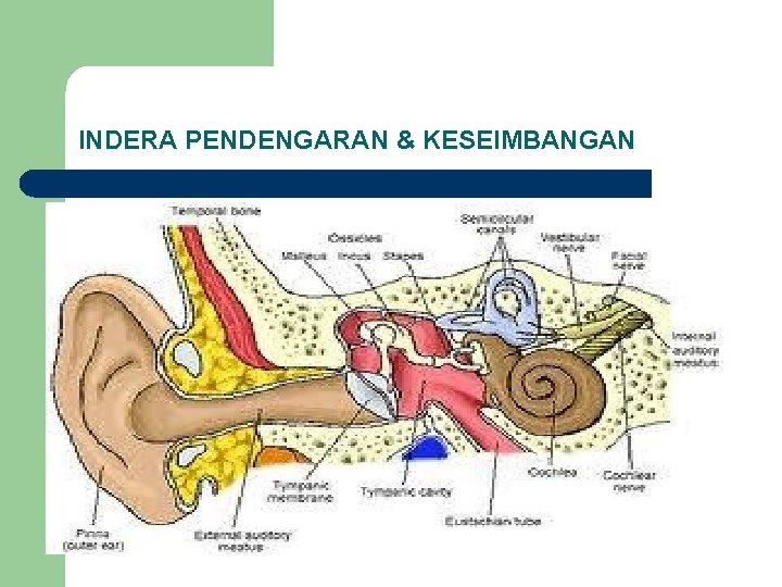 INDERA PENDENGARAN & KESEIMBANGAN 