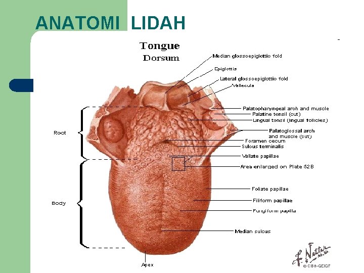 ANATOMI LIDAH 