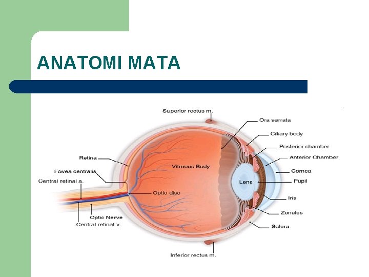 ANATOMI MATA 