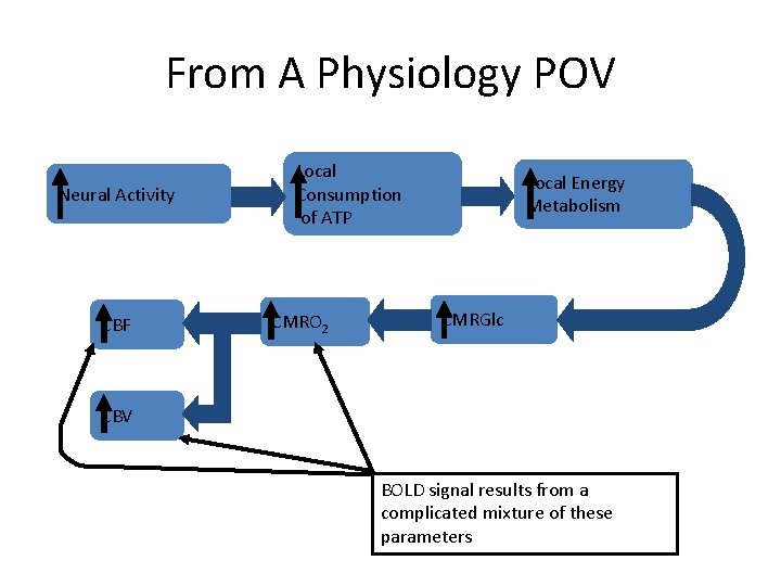 From A Physiology POV Neural Activity CBF Local Consumption of ATP CMRO 2 Local