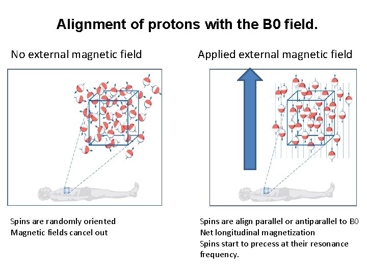  Alignment of protons with the B 0 field. No external magnetic field Applied