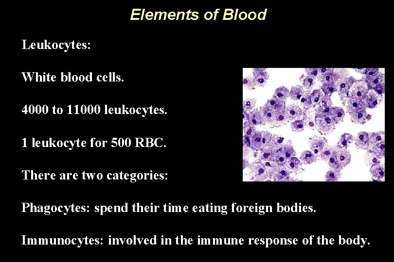 Elements of Blood Leukocytes: White blood cells. 4000 to 11000 leukocytes. 1 leukocyte for