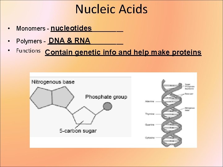 Nucleic Acids • Monomers - nucleotides ___________ DNA & RNA • Polymers - ___________