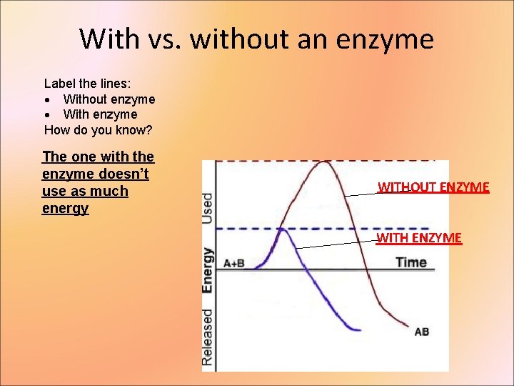 With vs. without an enzyme Label the lines: Without enzyme With enzyme How do