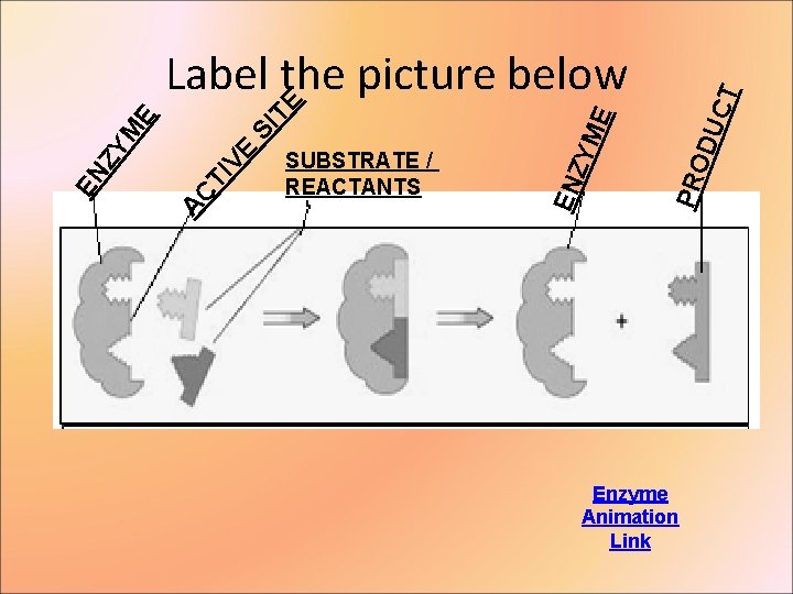 CT PRO DU E ZYM SUBSTRATE / REACTANTS EN TI VE AC EN ZY