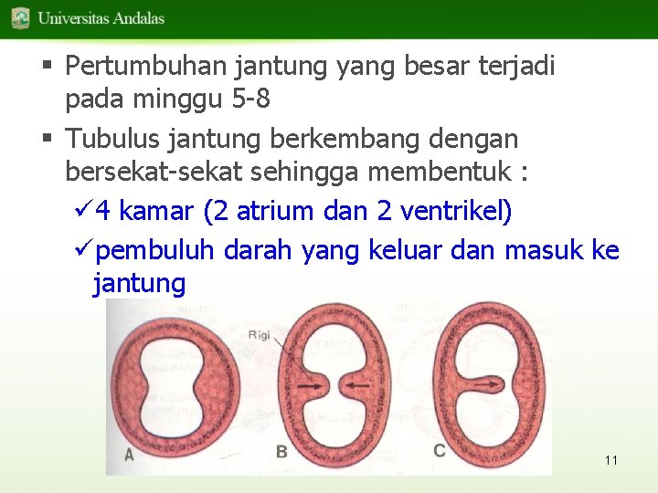 § Pertumbuhan jantung yang besar terjadi pada minggu 5 -8 § Tubulus jantung berkembang