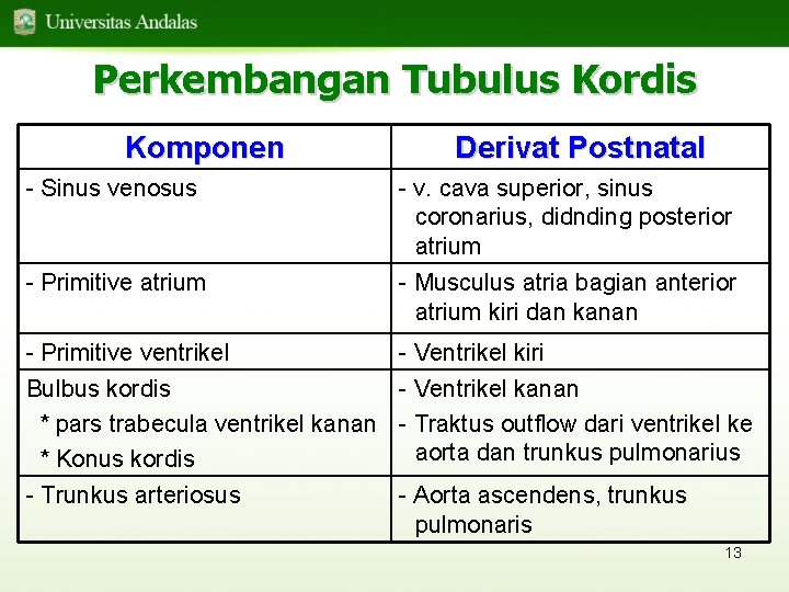 Perkembangan Tubulus Kordis Komponen Derivat Postnatal - Sinus venosus - v. cava superior, sinus