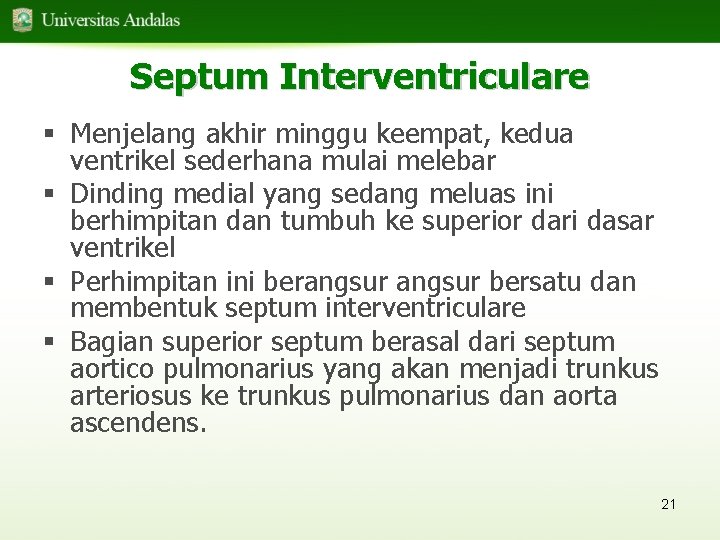 Septum Interventriculare § Menjelang akhir minggu keempat, kedua ventrikel sederhana mulai melebar § Dinding