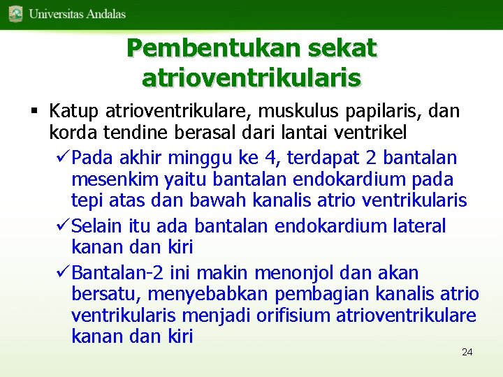 Pembentukan sekat atrioventrikularis § Katup atrioventrikulare, muskulus papilaris, dan korda tendine berasal dari lantai