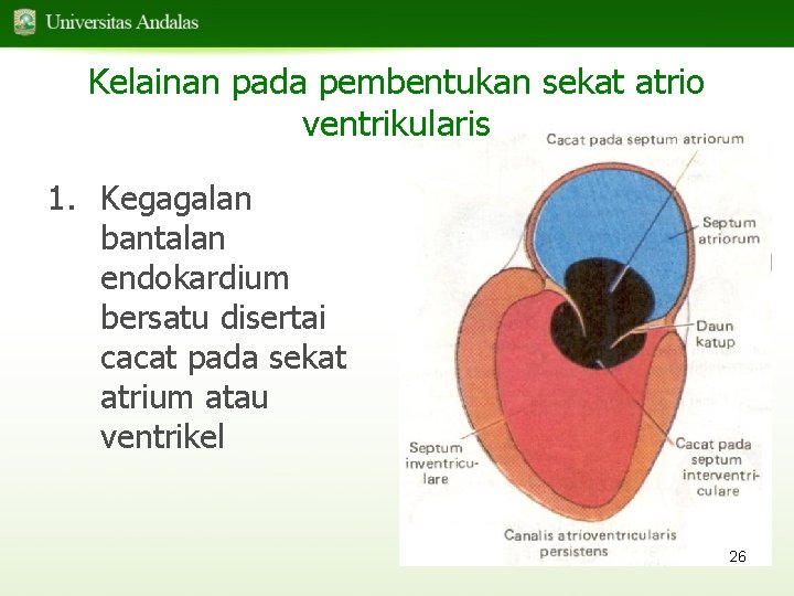 Kelainan pada pembentukan sekat atrio ventrikularis 1. Kegagalan bantalan endokardium bersatu disertai cacat pada