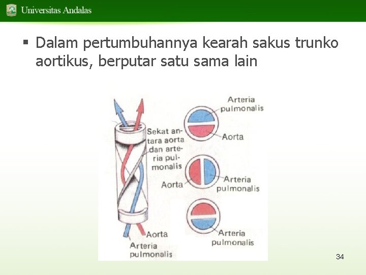 § Dalam pertumbuhannya kearah sakus trunko aortikus, berputar satu sama lain 34 