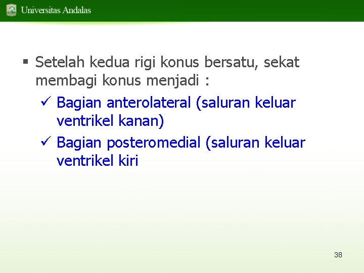 § Setelah kedua rigi konus bersatu, sekat membagi konus menjadi : ü Bagian anterolateral