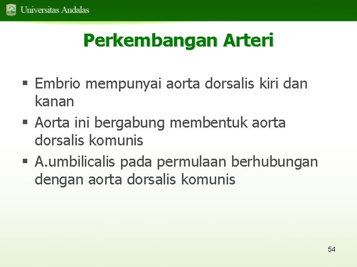 Perkembangan Arteri § Embrio mempunyai aorta dorsalis kiri dan kanan § Aorta ini bergabung