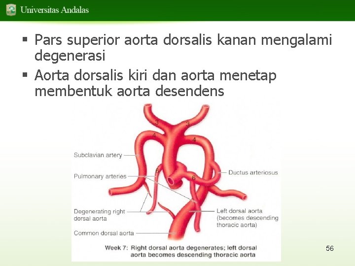 § Pars superior aorta dorsalis kanan mengalami degenerasi § Aorta dorsalis kiri dan aorta