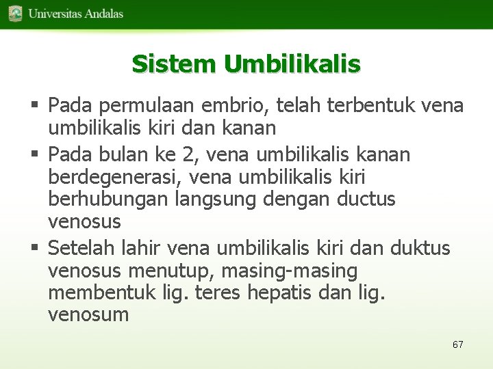 Sistem Umbilikalis § Pada permulaan embrio, telah terbentuk vena umbilikalis kiri dan kanan §