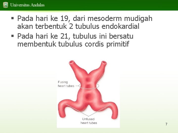 § Pada hari ke 19, dari mesoderm mudigah akan terbentuk 2 tubulus endokardial §