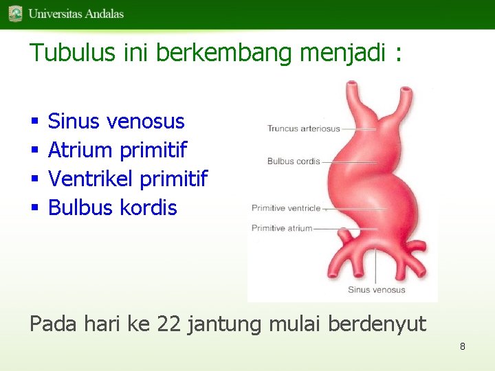 Tubulus ini berkembang menjadi : § § Sinus venosus Atrium primitif Ventrikel primitif Bulbus